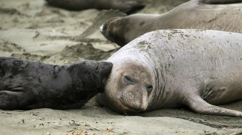 Rangers and volunteer docents will lead small groups of visitors to the edge of a parking lot so they can safely see the elephant seals and their newborn pups, said park spokesman John Dell'Osso. (Photo: AP) Rangers and volunteer docents will lead small groups of visitors to the edge of a parking lot so they can safely see the elephant seals and their newborn pups, said park spokesman John Dell'Osso. (Photo: AP)