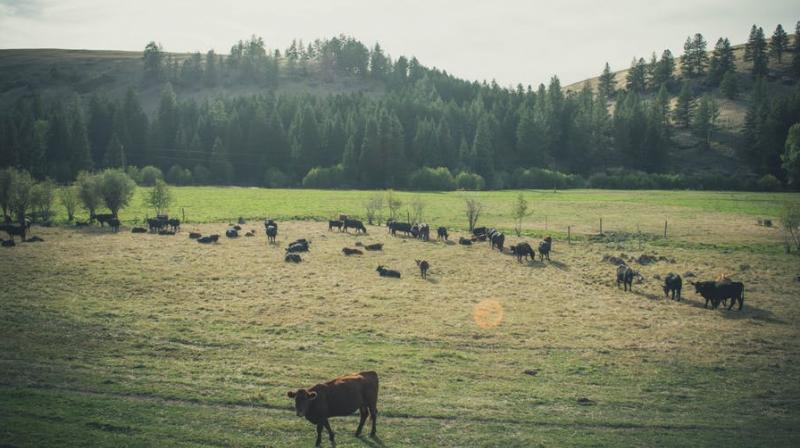 New study finds that methane emissions from livestock have risen most sharply in the rapidly developing regions of Asia, Latin America and Africa.(Photo: Pexels) New study finds that methane emissions from livestock have risen most sharply in the rapidly developing regions of Asia, Latin America and Africa.(Photo: Pexels)