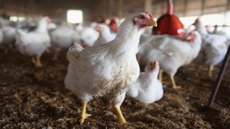 At least 22 lakh kg chicken is being sold daily. At least 22 lakh kg chicken is being sold daily.