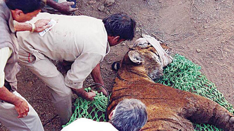 The situation has warranted members of the Wildlife Trust of India (WTI) to embark on a mock drill to educate STPF on a scientific and professional approach to capture a tiger straying out of the park. The situation has warranted members of the Wildlife Trust of India (WTI) to embark on a mock drill to educate STPF on a scientific and professional approach to capture a tiger straying out of the park.