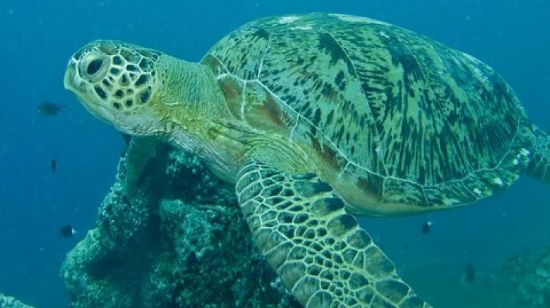 Compared to a baseline of plastic debris on beaches, the plastic we found in these turtles suggests they favour threads and sheets that are black, clear or green. (Photo: ANI) Compared to a baseline of plastic debris on beaches, the plastic we found in these turtles suggests they favour threads and sheets that are black, clear or green. (Photo: ANI)