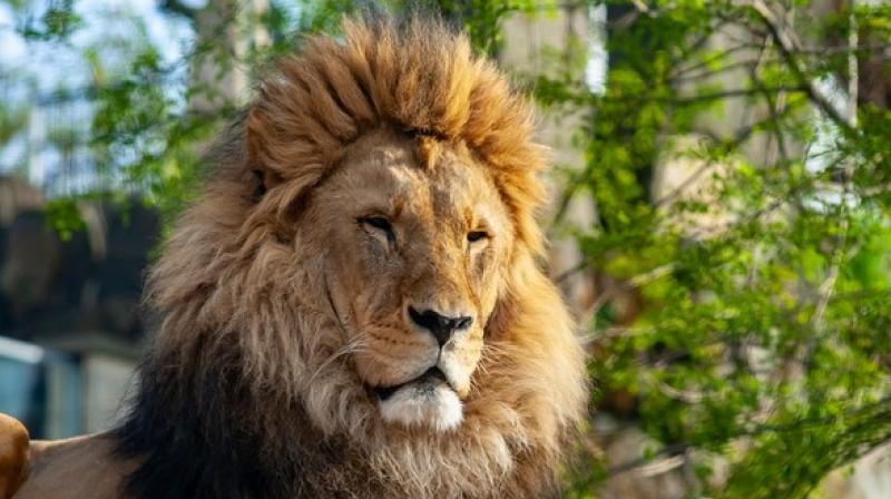 The ecologists are recognising the predators and their effects which affect the prey numbers not just by killing them, but by scaring them as well. (Photo: ANI) The ecologists are recognising the predators and their effects which affect the prey numbers not just by killing them, but by scaring them as well. (Photo: ANI)