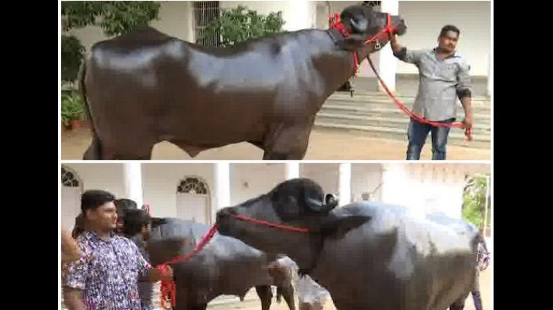 Raja, a 12-time national champion from Haryana, along with Hyderabad-based Shahenshah- a bull weighing 1,600 kilograms, and Dhara will be the main attraction of the event. (Photo: ANI/Twitter) Raja, a 12-time national champion from Haryana, along with Hyderabad-based Shahenshah- a bull weighing 1,600 kilograms, and Dhara will be the main attraction of the event. (Photo: ANI/Twitter)