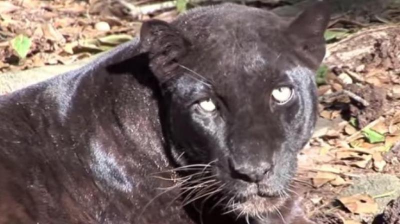 Nehru Zoological Park' 22-year-old panther is critically ill
