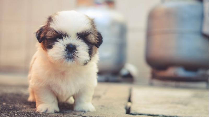 Man filmed roasting a live puppy over fire to eat it. (Photo: Pexels) Man filmed roasting a live puppy over fire to eat it. (Photo: Pexels)