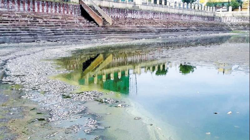 The fish have perished in thousands as the tank dried up-not only due to the summer heat but also because the local administration has failed in its upkeep. The fish have perished in thousands as the tank dried up-not only due to the summer heat but also because the local administration has failed in its upkeep.