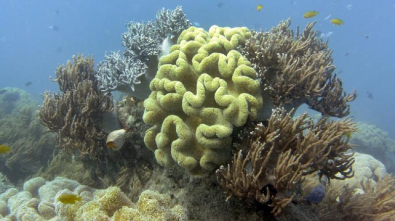 Corals can recover if the water temperature drops and the algae are able to recolonise them, but it can take a decade Corals can recover if the water temperature drops and the algae are able to recolonise them, but it can take a decade