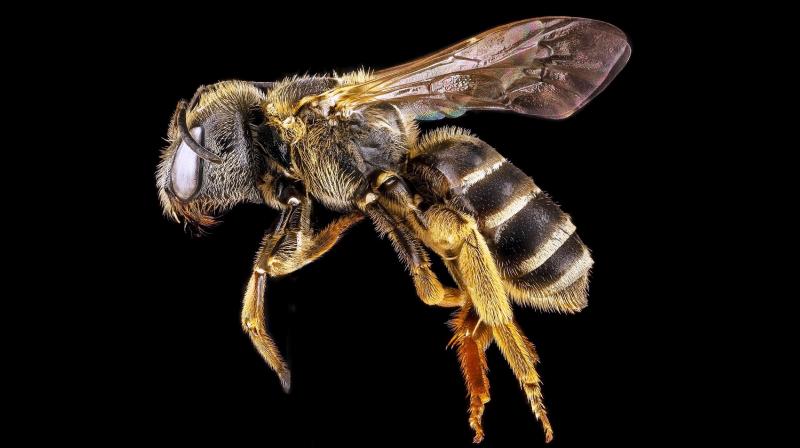 Image result for largest bee discovered