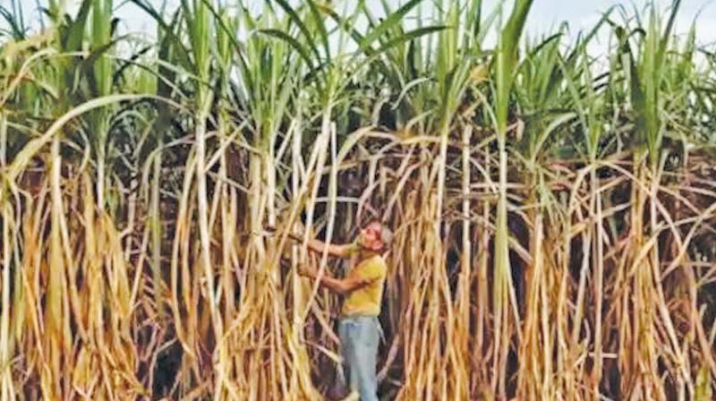 As the current 2018-19 season is nearing its end, Tamil Nadu has produced 8.83 lakh tonnes sugar, which is just one-third of its established capacity. As the current 2018-19 season is nearing its end, Tamil Nadu has produced 8.83 lakh tonnes sugar, which is just one-third of its established capacity.