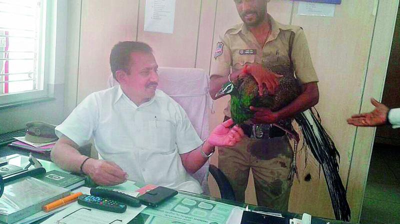 Dabeerpura inspector D. Venkanna Naik and constable Md Ali hold the peacock that was rescued by locals from a drain in Dabeerpura. Dabeerpura inspector D. Venkanna Naik and constable Md Ali hold the peacock that was rescued by locals from a drain in Dabeerpura.