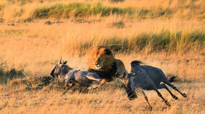A lion hunting a young wild beast at Masaai Mara, Kenya A lion hunting a young wild beast at Masaai Mara, Kenya