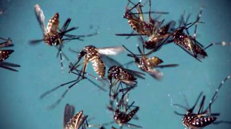Wherever water has been left to stagnate across the city, in the low lying areas are the new breeding grounds for the mosquitoes. Wherever water has been left to stagnate across the city, in the low lying areas are the new breeding grounds for the mosquitoes.