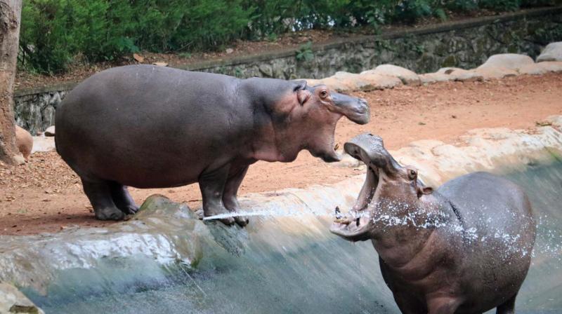 couple of hippopotami at the Thiruvananthapuram zoo quench thirst from the tap fitted inside their enclosure. (Photo: R. Sabari Nath) couple of hippopotami at the Thiruvananthapuram zoo quench thirst from the tap fitted inside their enclosure. (Photo: R. Sabari Nath)