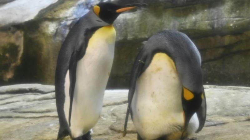 Same-sex love among penguins is nothing new, with homosexual behaviour among the species reported in zoos and in the wild. (Photo: AFP) Same-sex love among penguins is nothing new, with homosexual behaviour among the species reported in zoos and in the wild. (Photo: AFP)