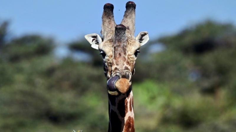 In 2010, giraffes were a species of "least concern" on the IUCN red list. (Photo: AFP) In 2010, giraffes were a species of "least concern" on the IUCN red list. (Photo: AFP)