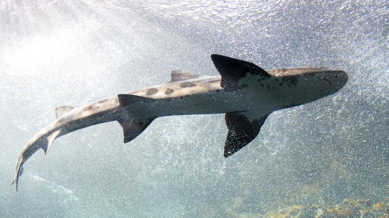 The study that trained sharks to associate music with food rewards learned they were not the aggressive flesh-crunching monsters of the Jaws movies. (Photos: Pixabay) The study that trained sharks to associate music with food rewards learned they were not the aggressive flesh-crunching monsters of the Jaws movies. (Photos: Pixabay)