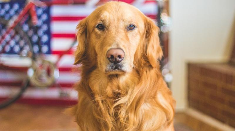 5-year-old golden retriever Kelsey happened to be with Bob when during halftime of the Fiesta Bowl, Bob decided to walk outside his house in just his long johns, slippers and a shirt to get firewood for the fireplace. (Photo: Pixabay) 5-year-old golden retriever Kelsey happened to be with Bob when during halftime of the Fiesta Bowl, Bob decided to walk outside his house in just his long johns, slippers and a shirt to get firewood for the fireplace. (Photo: Pixabay)
