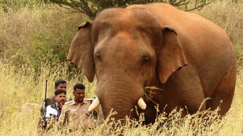 Chinnathambi (File photo) Chinnathambi (File photo)
