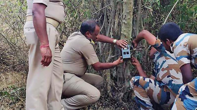 Camera traps are being fixed in the select points inside the woods at Segur jungles in MTR buffer zone. —DC Camera traps are being fixed in the select points inside the woods at Segur jungles in MTR buffer zone. —DC