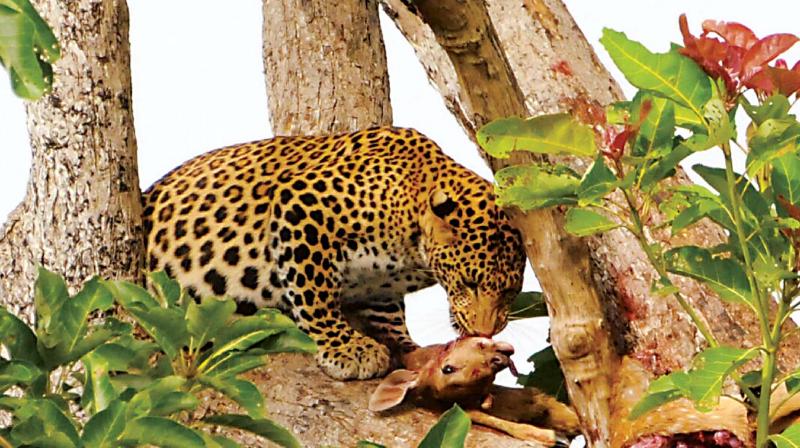 This leopard was sighted at Bandipur National Park on Thursday This leopard was sighted at Bandipur National Park on Thursday