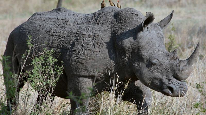 Sigfox, known for building networks that link objects to the internet, has developed sensors able to give the exact location of rhinos using the firm’s network over a longer period of time. (Photo: Pixabay) Sigfox, known for building networks that link objects to the internet, has developed sensors able to give the exact location of rhinos using the firm’s network over a longer period of time. (Photo: Pixabay)
