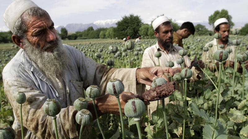 Opium poppy cultivation in Afghanistan. (Photo: File) Opium poppy cultivation in Afghanistan. (Photo: File)