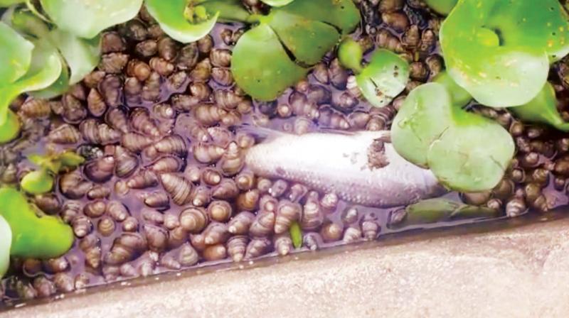 A screen grab of dead fish and snails at Madiwala Lake A screen grab of dead fish and snails at Madiwala Lake