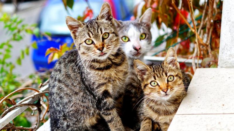 The new results don’t mean that cats assign a sense of self to their names, they just get trained to recognise a sound. (Photo: Representational/Pexels) The new results don’t mean that cats assign a sense of self to their names, they just get trained to recognise a sound. (Photo: Representational/Pexels)
