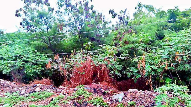 The electric wire that claimed the life of S. Aravind. The electric wire that claimed the life of S. Aravind.