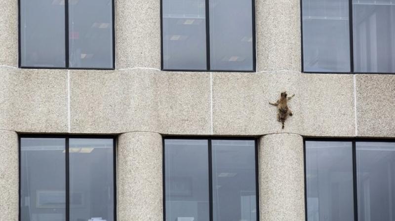 It’s not unusual for raccoons to climb fairly tall trees and other structures. (Photo: AP) It’s not unusual for raccoons to climb fairly tall trees and other structures. (Photo: AP)