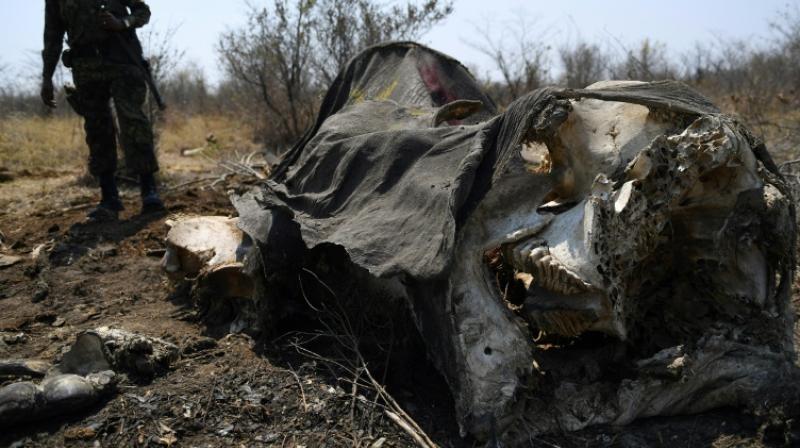 Conservationists last week warned of surging elephant poaching in parts of Botswana and estimated nearly 400 were killed for their ivory tusks in 2017 and 2018. (Photo: AFP) Conservationists last week warned of surging elephant poaching in parts of Botswana and estimated nearly 400 were killed for their ivory tusks in 2017 and 2018. (Photo: AFP)