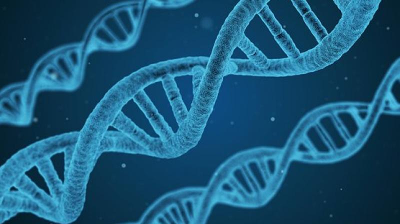 DNA test 'SHERLOCK' can rapidly diagnose diseases and works like a pregnancy test. (Photo: Pixabay) DNA test 'SHERLOCK' can rapidly diagnose diseases and works like a pregnancy test. (Photo: Pixabay)