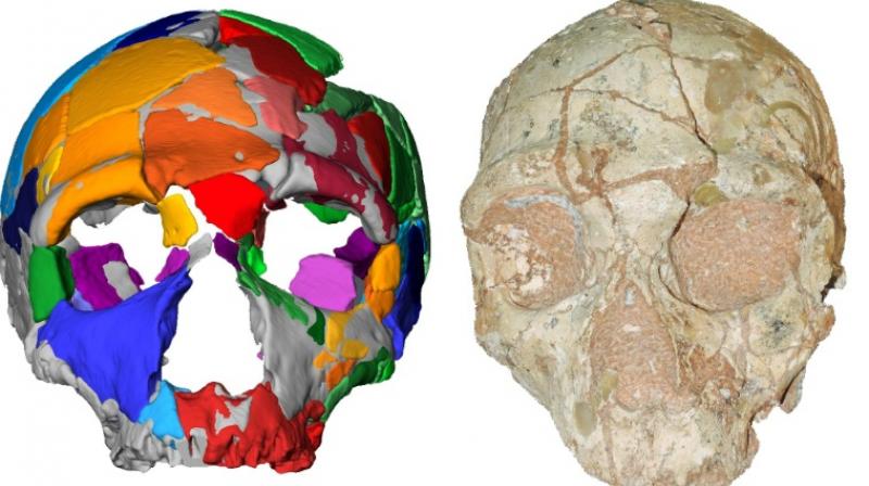 Hominins – a subset of great apes that includes Homo sapiens and Neanderthals – are believed to have emerged in Africa more than six million years ago. (Photo: AFP) Hominins – a subset of great apes that includes Homo sapiens and Neanderthals – are believed to have emerged in Africa more than six million years ago. (Photo: AFP)