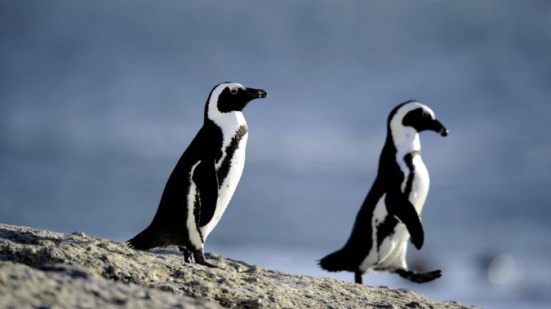 The South African Marine Safety Authority (Samsa) has launched aerial surveillance to determine the extent of the oil spill, which is drifting out to sea rather than onshore. (Photo: AFP) The South African Marine Safety Authority (Samsa) has launched aerial surveillance to determine the extent of the oil spill, which is drifting out to sea rather than onshore. (Photo: AFP)