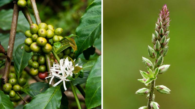 Achyranthes aspera Linn (chaff flower) and Coffea canephora (coffee) have a chemical that prevents absorption of fat. Achyranthes aspera Linn (chaff flower) and Coffea canephora (coffee) have a chemical that prevents absorption of fat.