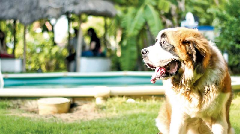 When the rich travel, sometimes, their pets tag along. When the rich travel, sometimes, their pets tag along.