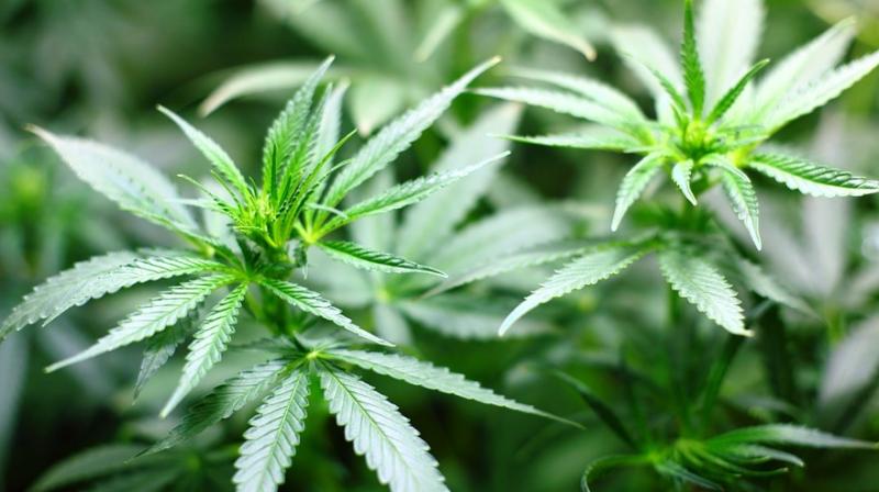 Cannabis, one of the most widely used psychoactive drugs in the world today, was initially used in ancient East Asia as an oil seed crop and in making hemp textiles and rope. (Photo: Representational/Pixabay) Cannabis, one of the most widely used psychoactive drugs in the world today, was initially used in ancient East Asia as an oil seed crop and in making hemp textiles and rope. (Photo: Representational/Pixabay)