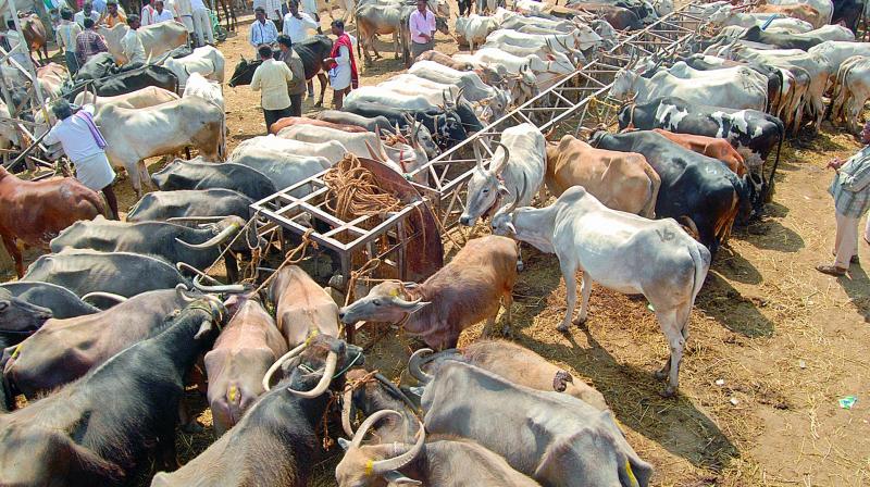 A view of cattle market at Anantapur. A view of cattle market at Anantapur.
