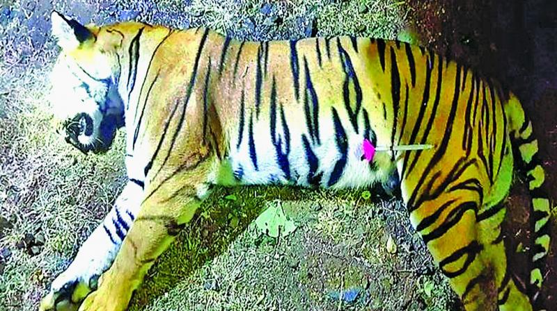 Imagine then the uproar caused by the shooting of tigress Avni, which had been projected as a man-eater responsible for 13 killings. Imagine then the uproar caused by the shooting of tigress Avni, which had been projected as a man-eater responsible for 13 killings.
