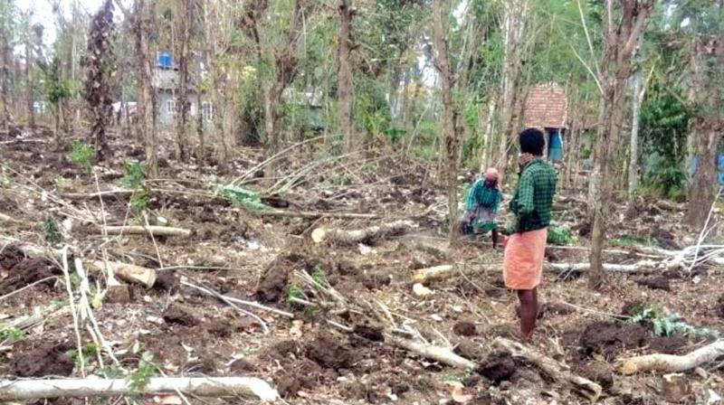 The most affected districts are Palakkad and Wayanad. Malappuram district's agriculture loss has been estimated at Rs 7, 405 lakh. The most affected districts are Palakkad and Wayanad. Malappuram district's agriculture loss has been estimated at Rs 7, 405 lakh.