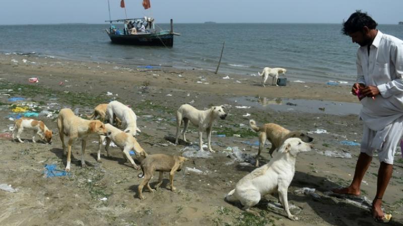 Sometimes they scavenge dead fish that float ashore, or smaller animals on the outcrops (Photo: AFP) Sometimes they scavenge dead fish that float ashore, or smaller animals on the outcrops (Photo: AFP)