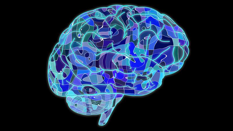 Bigger brains associated with increased risk of cancer. (Photo: Pixabay) Bigger brains associated with increased risk of cancer. (Photo: Pixabay)