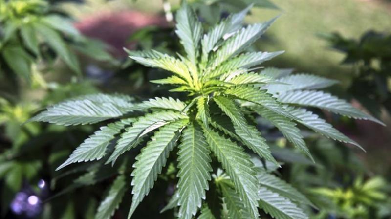 The state requires applicants to submit an ID and their medical marijuana registration from their home state. (Photo: AP) The state requires applicants to submit an ID and their medical marijuana registration from their home state. (Photo: AP)