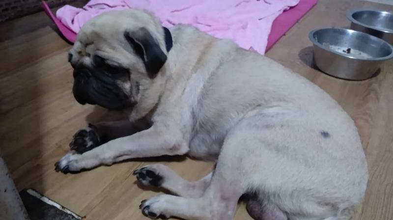The dogs were lying in their own urine and faeces, were fed in the car and were always confined to the car since the owner’s parents refused to allow the animals inside their home. The dogs were lying in their own urine and faeces, were fed in the car and were always confined to the car since the owner’s parents refused to allow the animals inside their home.