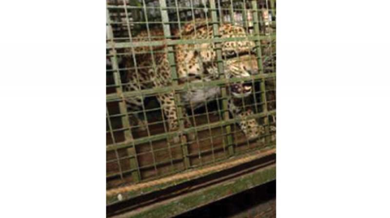 The six-year-old leopard is currently lodged at the Neyyar Wildlife Sanctuary The six-year-old leopard is currently lodged at the Neyyar Wildlife Sanctuary