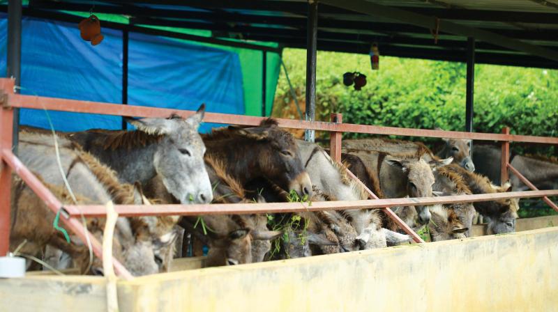 Ramamangalam native Aby Baby is on a mission to revive the lost glory of donkey’s milk. Ramamangalam native Aby Baby is on a mission to revive the lost glory of donkey’s milk.