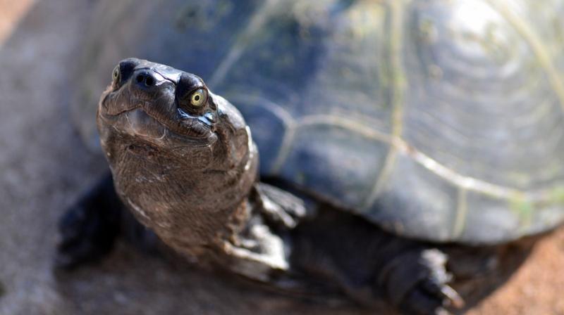 The Sonoyta mud turtle is a dark, pocket-sized freshwater turtle that lives in permanent aquatic habitats. (Photo: representational image) The Sonoyta mud turtle is a dark, pocket-sized freshwater turtle that lives in permanent aquatic habitats. (Photo: representational image)