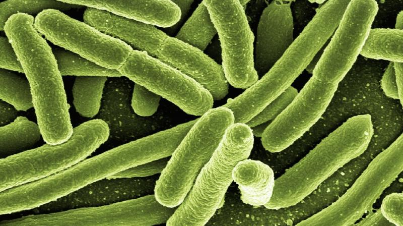 The study elucidates the first detailed evidence of a link between bacterial imbalances in the gut and potentially life-threatening forms of SLE. (Photo: Representational/Pixabay) The study elucidates the first detailed evidence of a link between bacterial imbalances in the gut and potentially life-threatening forms of SLE. (Photo: Representational/Pixabay)