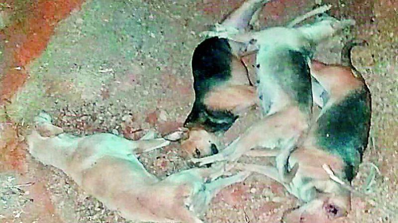 Carcasses of four dogs on the NGRI premises. Carcasses of four dogs on the NGRI premises.