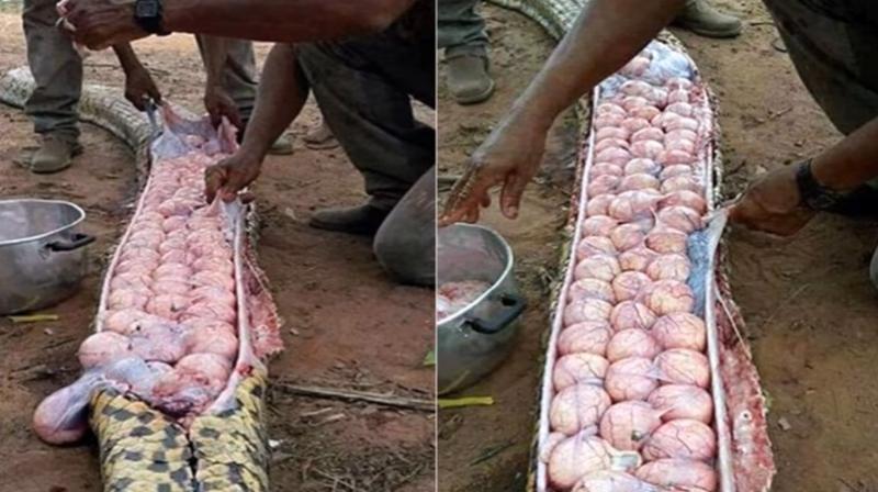 After the snake’s belly was cut open, villagers were shocked to find that it was pregnant with dozens of eggs. (Credit: YouTube) After the snake’s belly was cut open, villagers were shocked to find that it was pregnant with dozens of eggs. (Credit: YouTube)